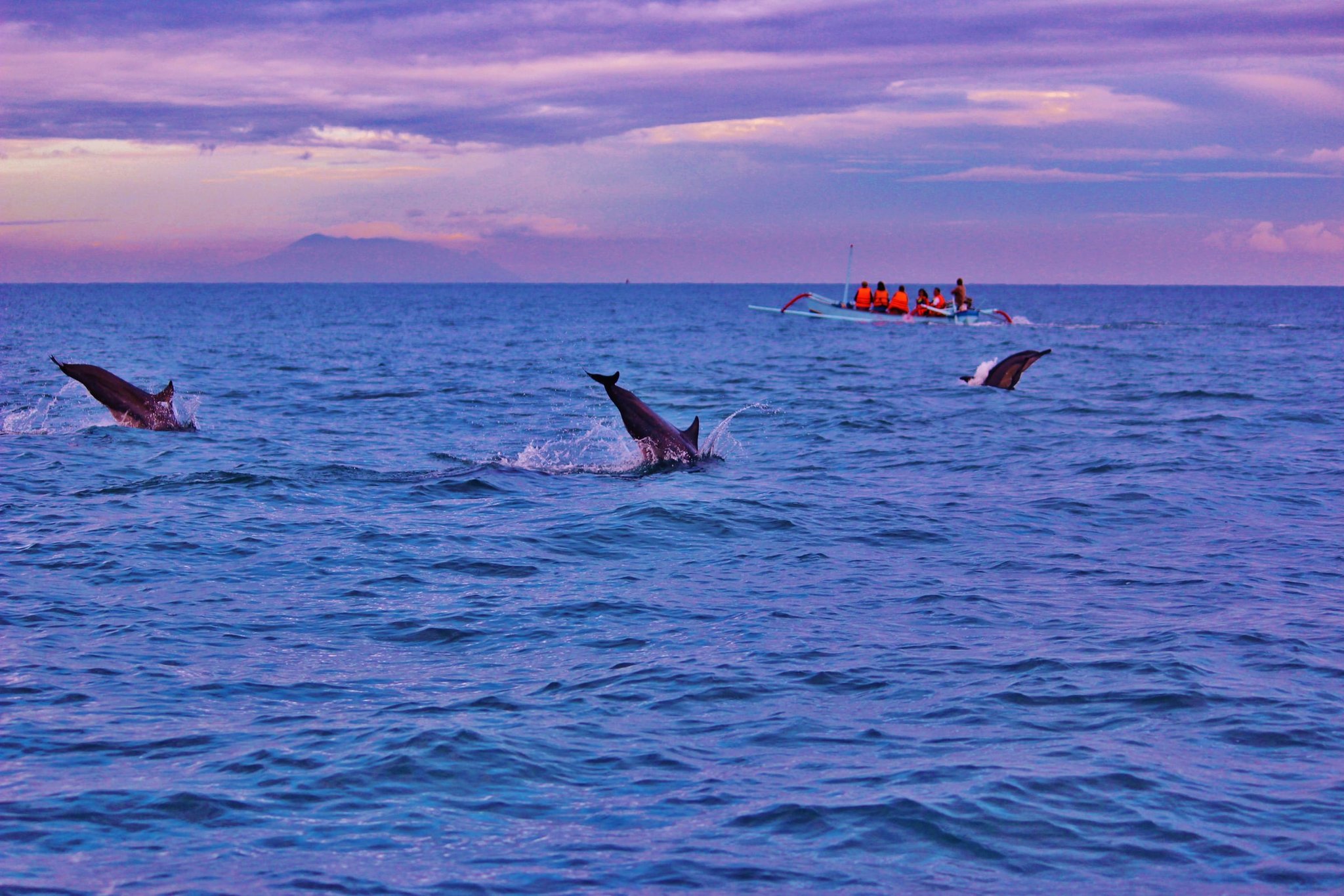 Three dolphins leaping off Lovina at sunrise, with a jukung outrigger boat of passengers behind them