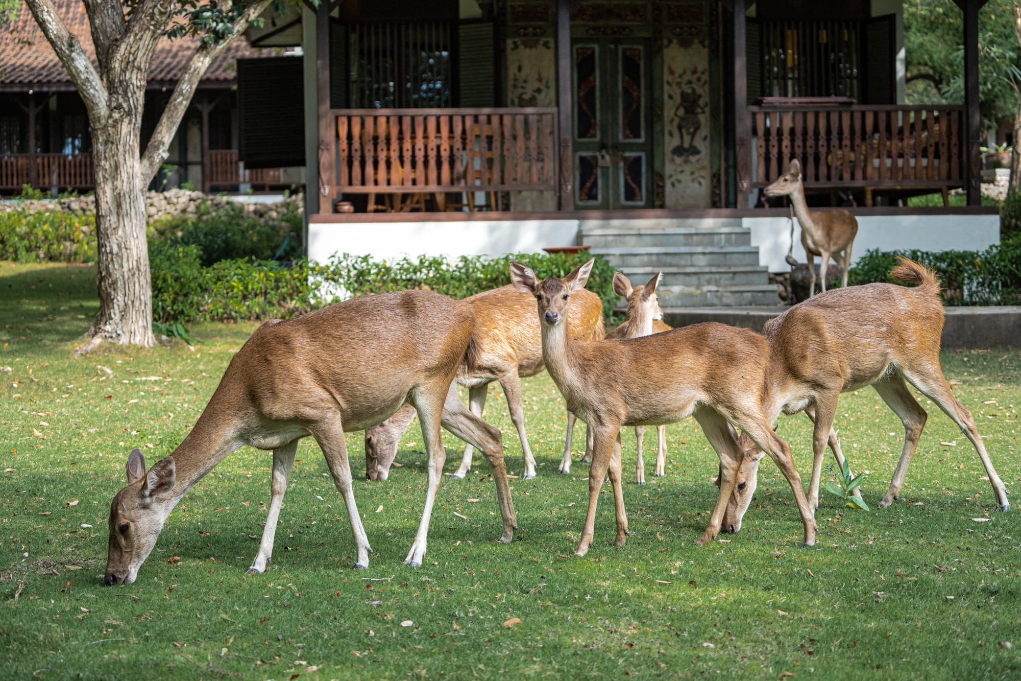 West Bali National Park Safari